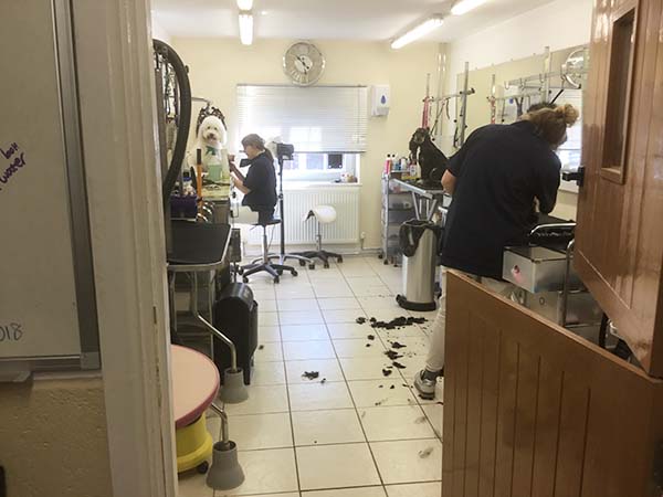 AboutHome Dogs getting cut