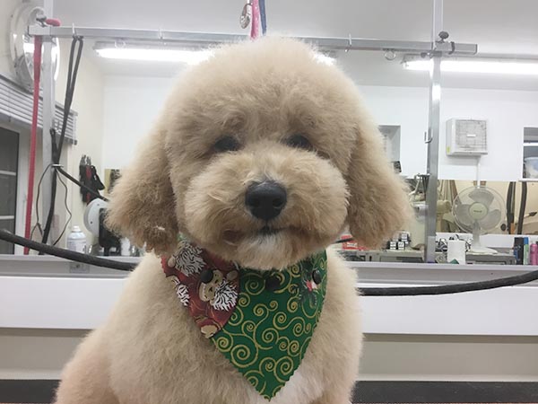 Dog with a fresh cut