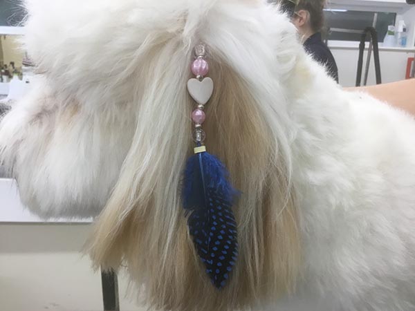 Grooming3 Dog with jewellery