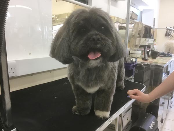 Happy dog after cut