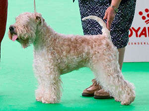 Soft-Coated Wheaten at crufts