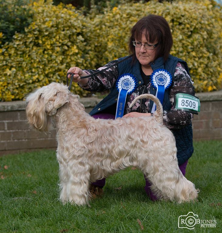 Beverly Hannah with her Soft-Coated Wheaten