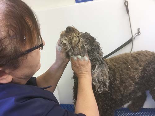 puppy getting washed