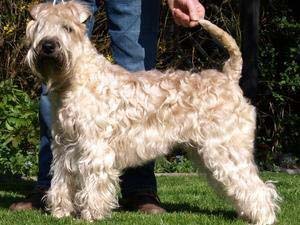 Soft-Coated Wheaten