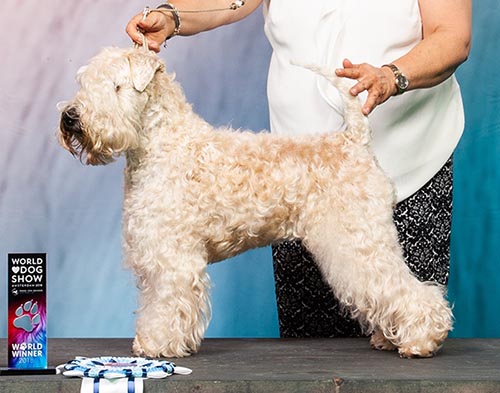 Soft-Coated Wheaten at world show