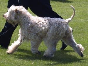 Soft-Coated Wheaten at show