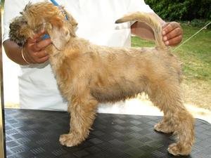 Soft-Coated Wheatens